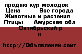 продаю кур молодок. › Цена ­ 320 - Все города Животные и растения » Птицы   . Амурская обл.,Октябрьский р-н